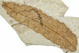 Detailed Fossil Leaf (Pos/Neg) - Green River Formation, Wyoming #248228-4